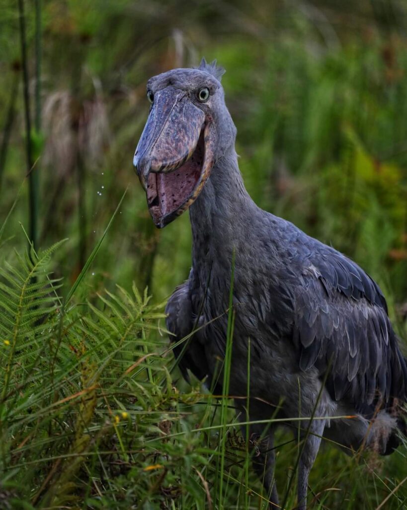 1 Day Mabamba Swamp Birdwatching Tour